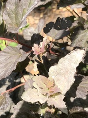 Podosphaera physocarpi