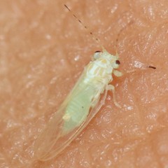 Cacopsylla annulata
