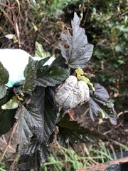 Podosphaera physocarpi