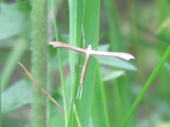 Stenoptilia bipunctidactyla