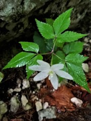 Anemonoides trifolia