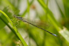 Enallagma antennatum