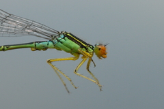 Enallagma antennatum