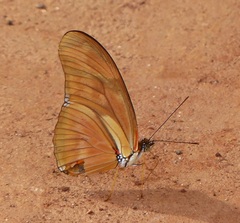 Dryas iulia alcionea
