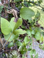 Clematis × jackmanii