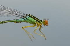 Enallagma antennatum