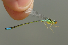 Enallagma antennatum