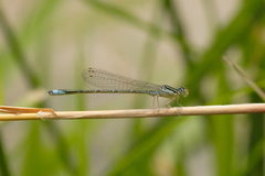 Enallagma antennatum
