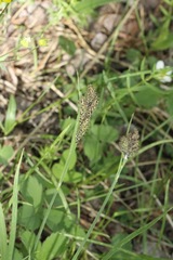 Carex heteroneura