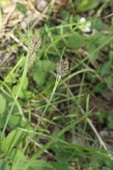 Carex heteroneura