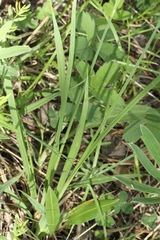 Carex heteroneura