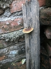Polyporales