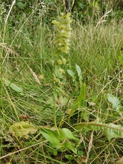 Epipactis dunensis