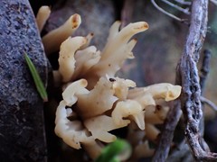 Clavulina vinaceocervina
