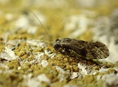 Myopsocidae