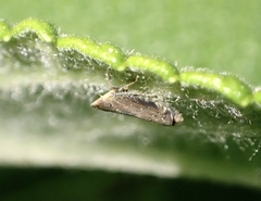 Scaphytopius loricatus