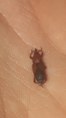 Rhodobaenus