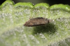 Scaphytopius loricatus