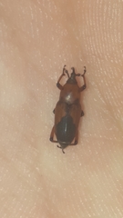 Rhodobaenus