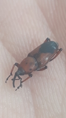 Rhodobaenus