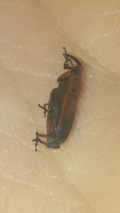 Rhodobaenus