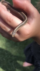 Tropidoclonion lineatum