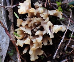 Clavulina vinaceocervina