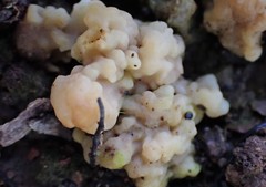 Clavulina vinaceocervina