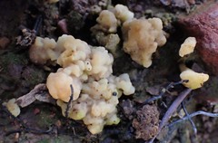 Clavulina vinaceocervina