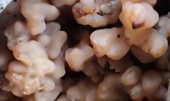 Clavulina vinaceocervina