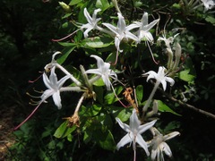 Rhododendron arborescens