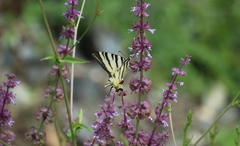 Iphiclides podalirius