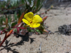 Camissoniopsis cheiranthifolia cheiranthifolia