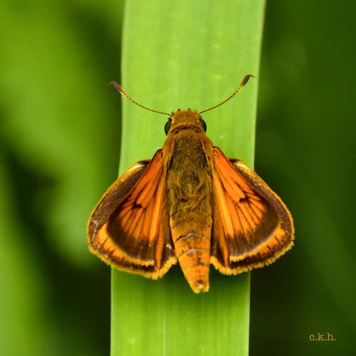 Delaware Skipper