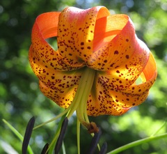 Lilium superbum