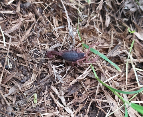 Nayarit Scorpion