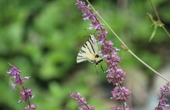 Iphiclides podalirius