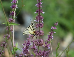 Iphiclides podalirius