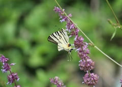 Iphiclides podalirius