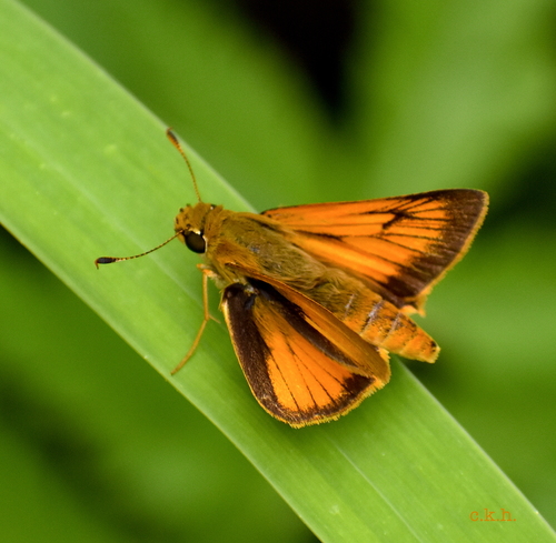 Delaware Skipper