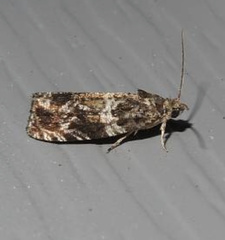 Olethreutes valdanum