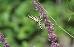 Iphiclides podalirius
