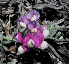 Lathyrus littoralis