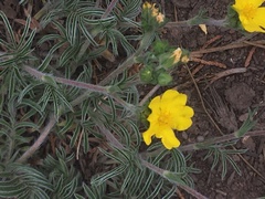 Potentilla crinita