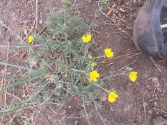 Potentilla crinita