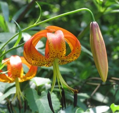 Lilium superbum