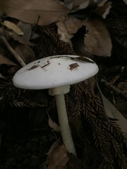 Amanita oberwinkleriana