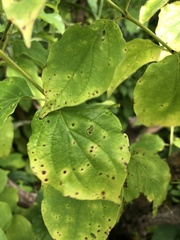 Elsinoe corni