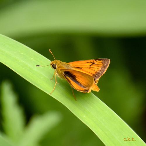 Delaware Skipper