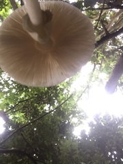 Amanita oberwinkleriana